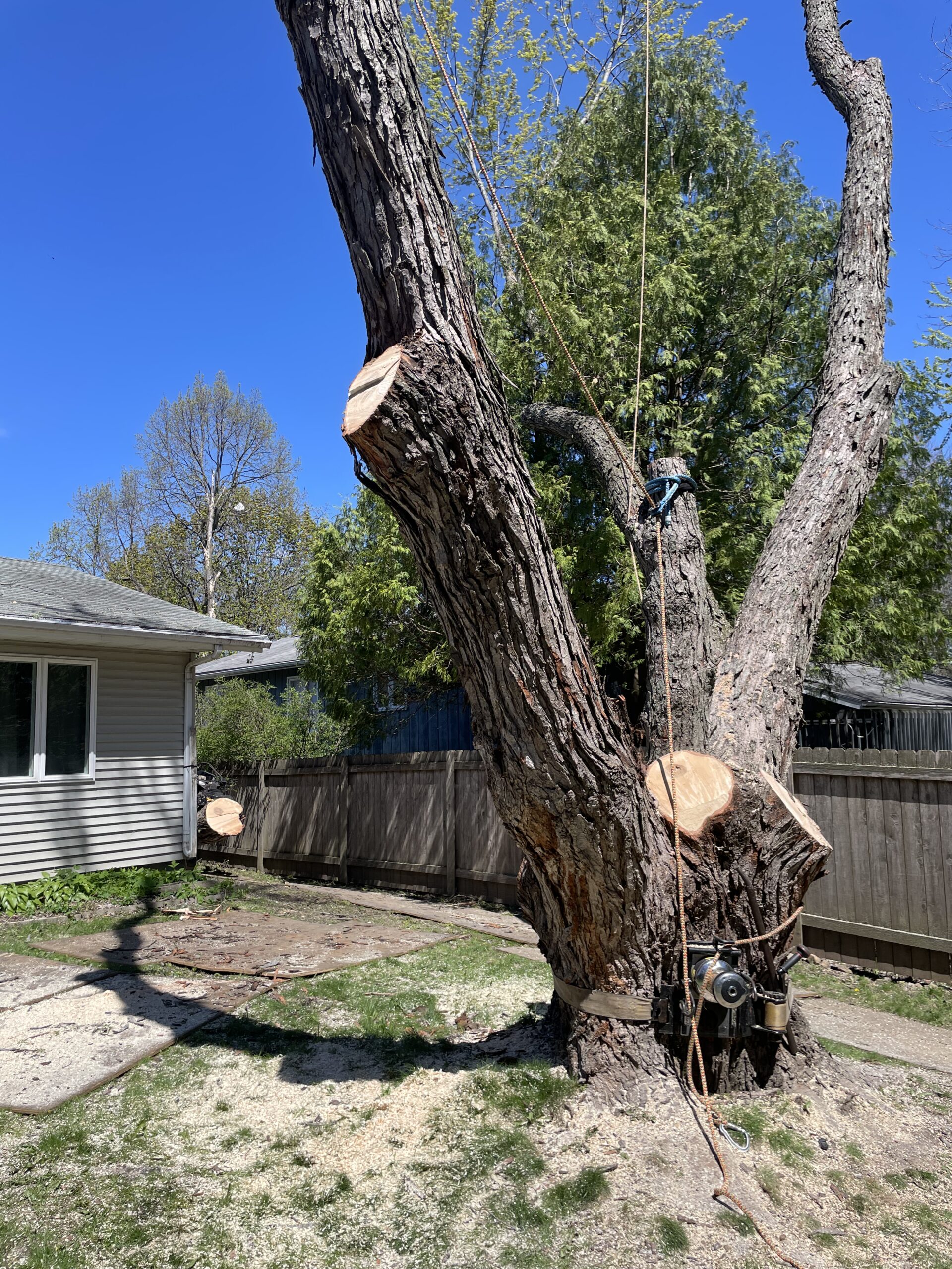 tree pruning madison wi tree pruning madison wi
