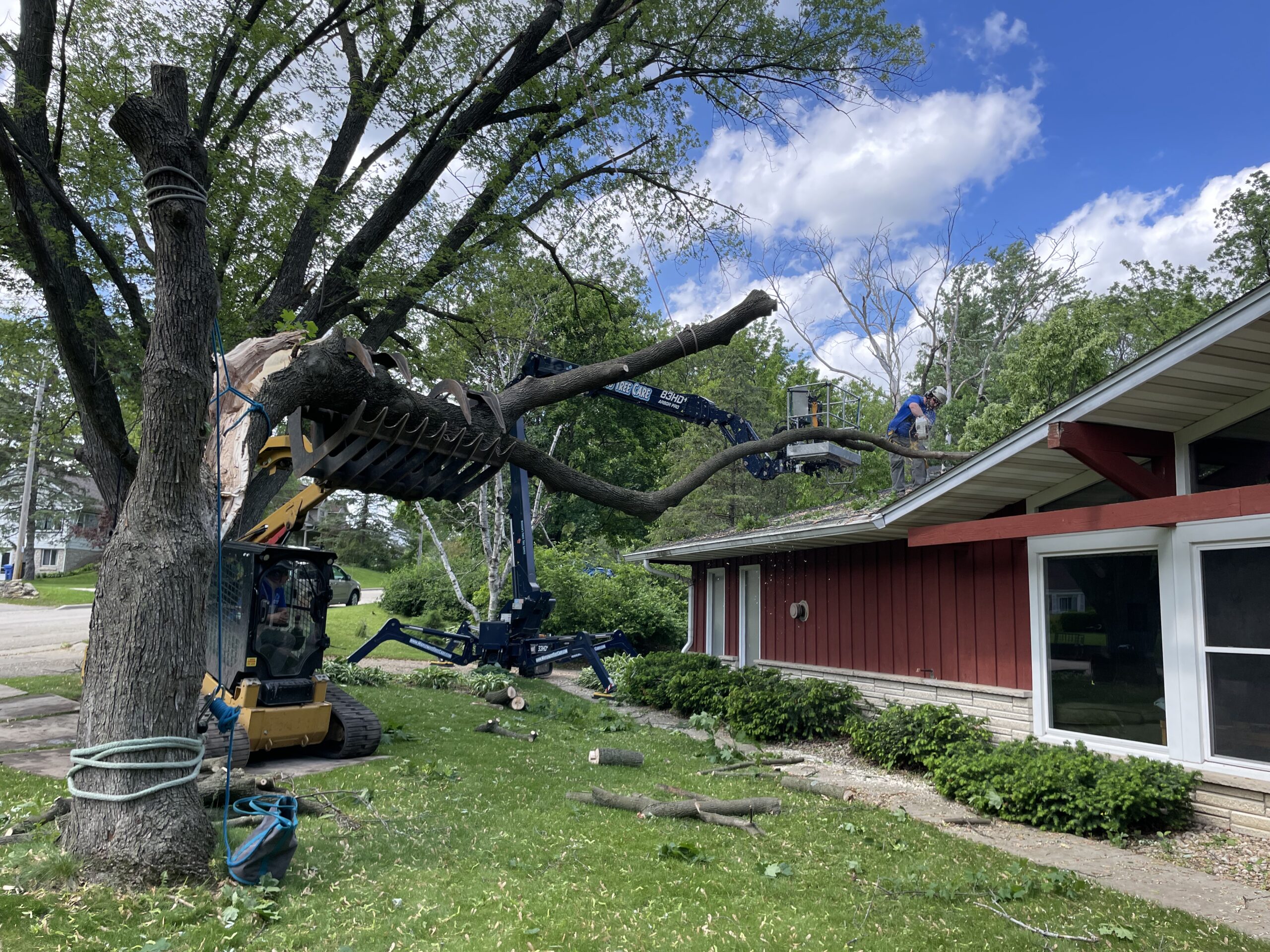 tree removal madison wi tree removal in madison wi